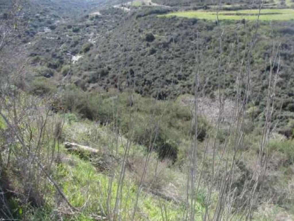 Field-Pano Akourdaleia-PR38060