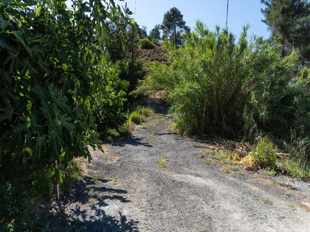 Field-Kakopetria-PR38560