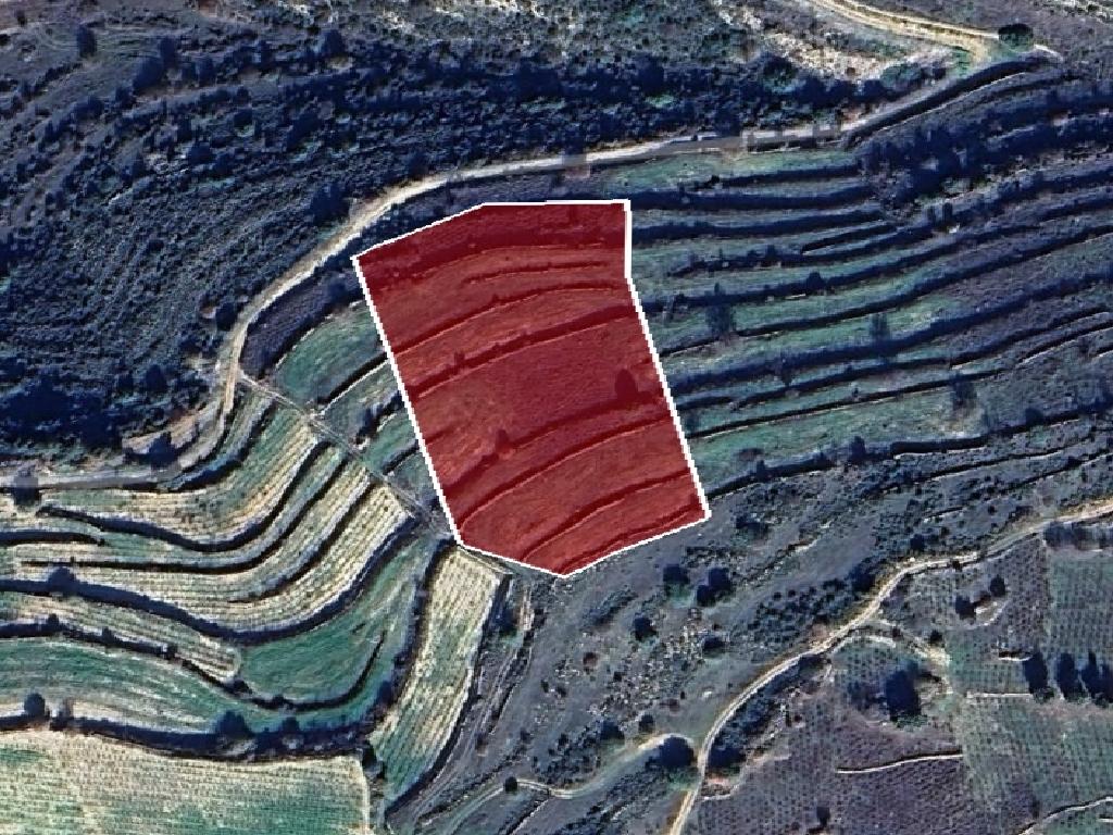 Field-Pachna-PR40216
