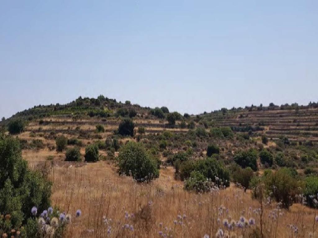Field-Pachna-PR40216