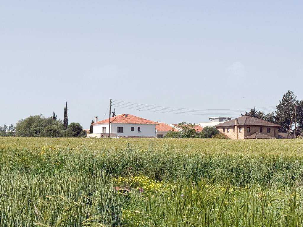 Field, Meneou, Dromolaxia-Meneou, Larnaca