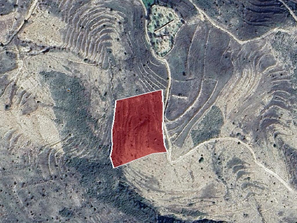 Field-Pachna-PR40217
