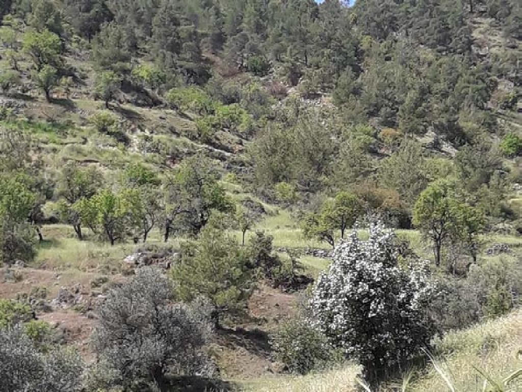 Field-Agios Epifanios (Oreinis)-PR42433
