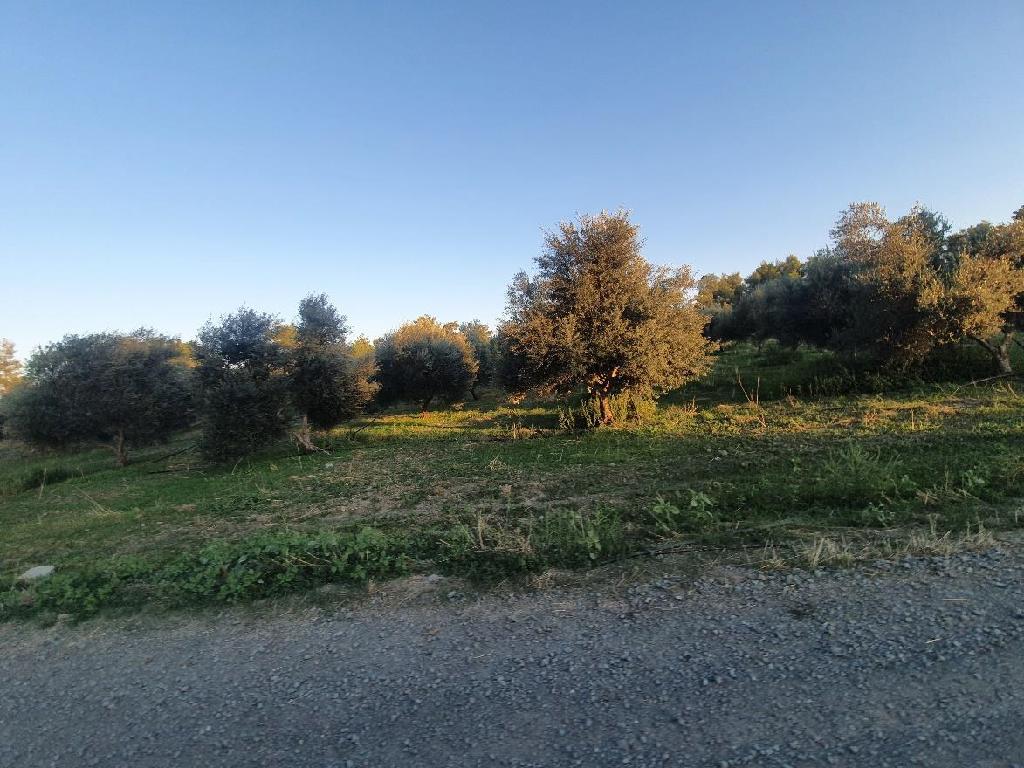 Field - Lythrodontas, Nicosia