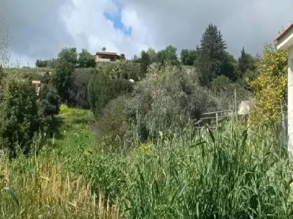 Field-Pachna-PR40218