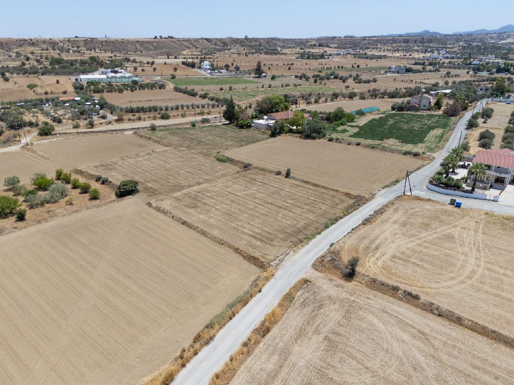 Field-Pera-PR43311