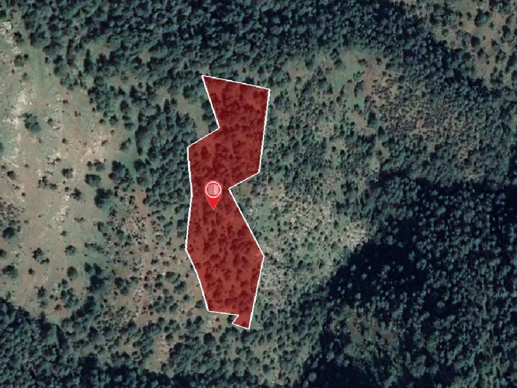 Field-Pigenia-PR13555