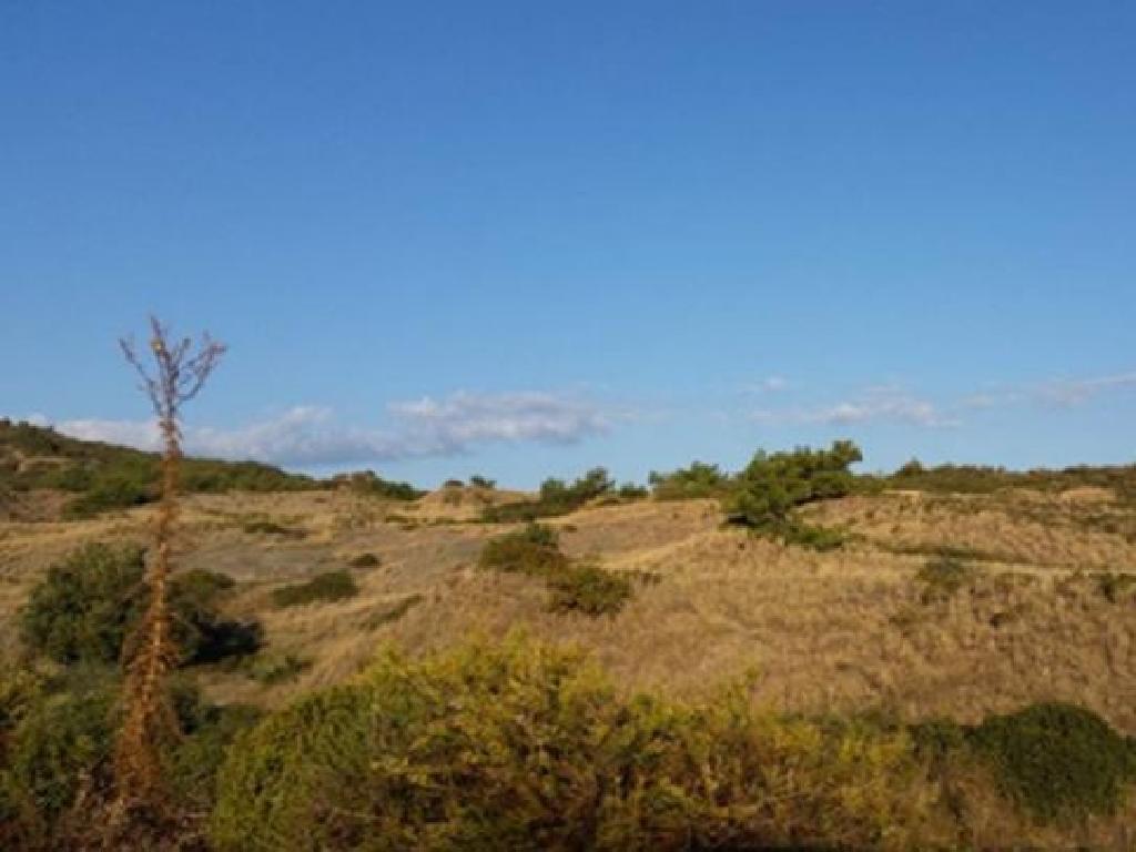 Field-Pigenia-PR13555