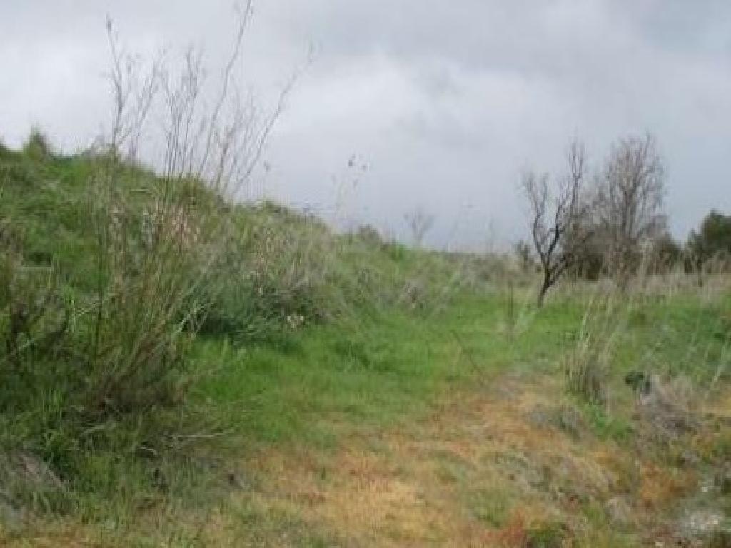Field-Theletra-PR35805