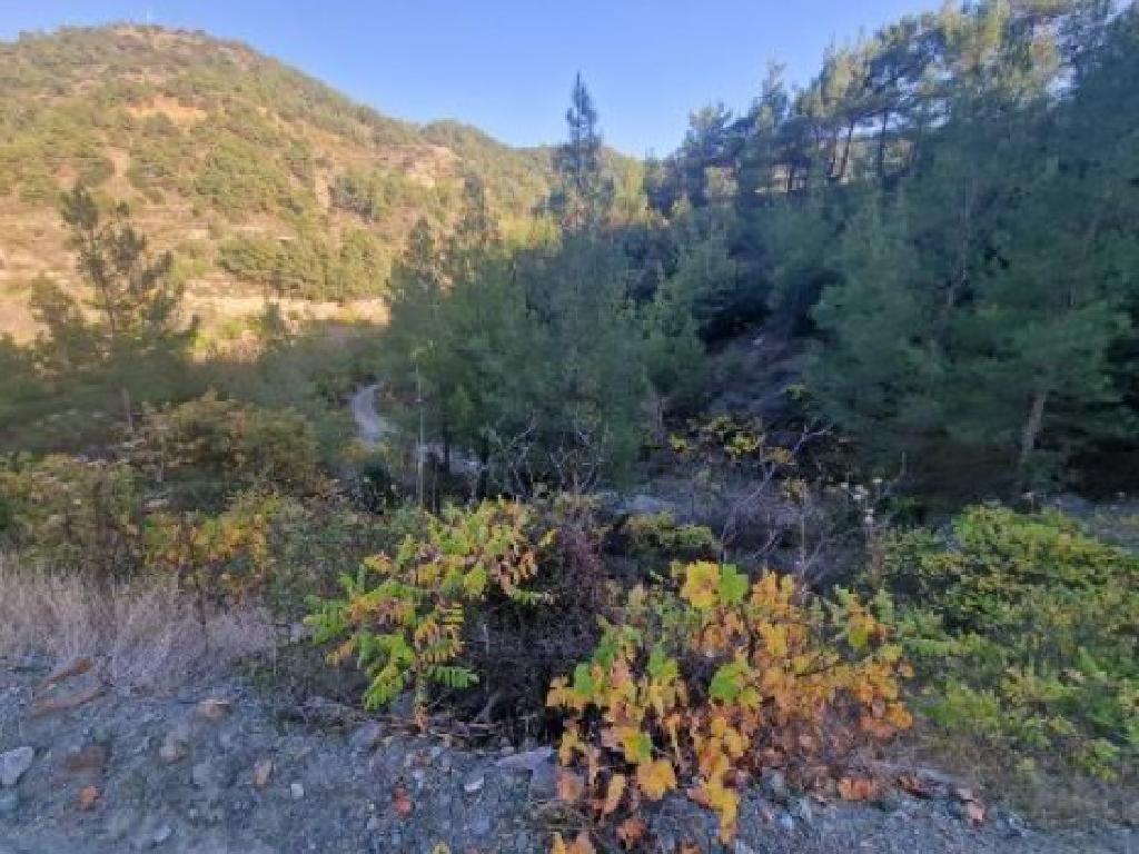 Field-Spilia-CP10058