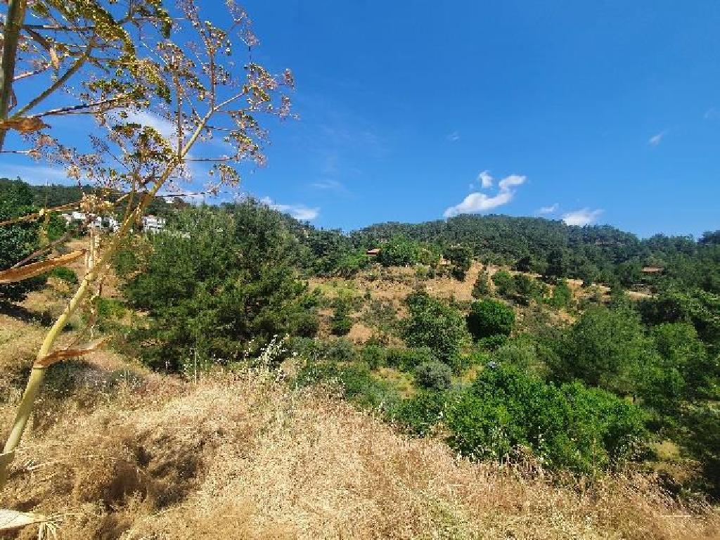 Χωράφι-Βαβατσινιά-PR35654