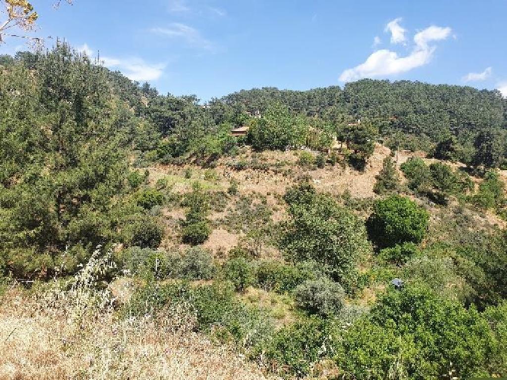 Χωράφι-Βαβατσινιά-PR35654