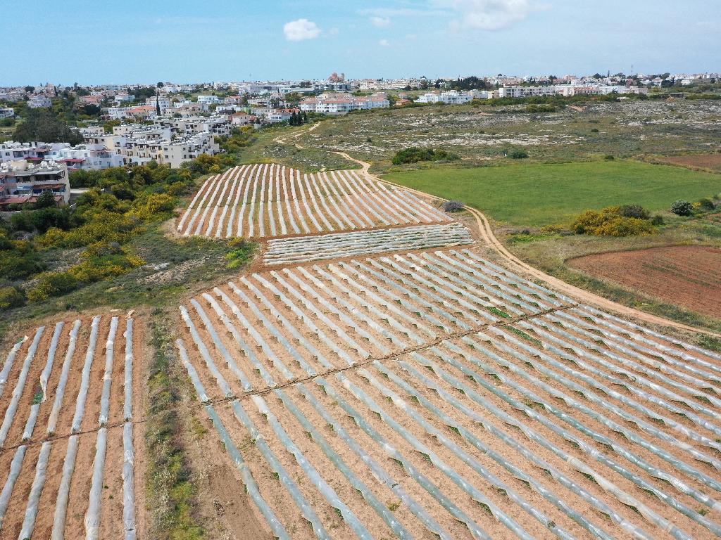 Field-Paralimni-PR37540