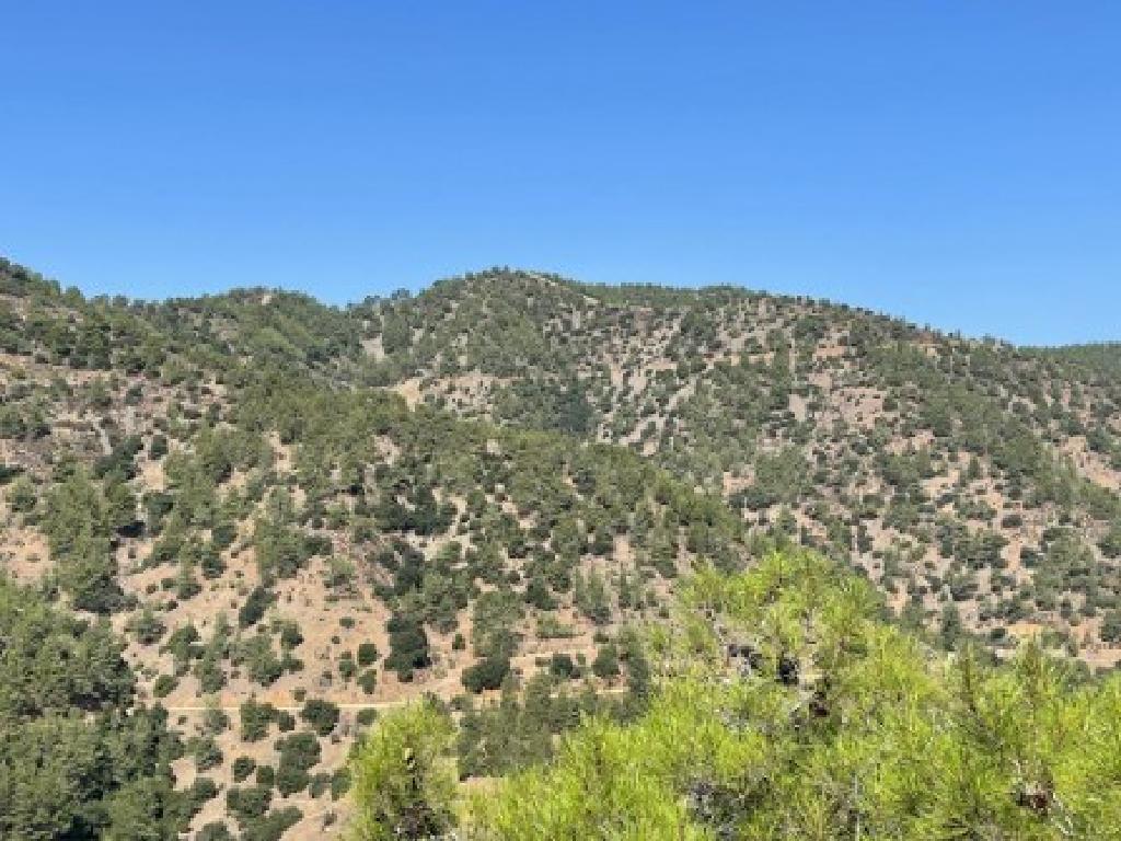 Field  (Share) - Kampos, Nicosia