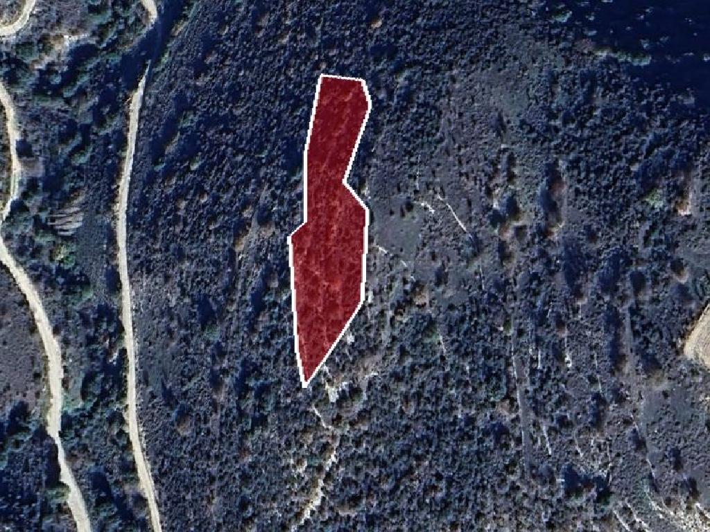Field-Dora-PR40006