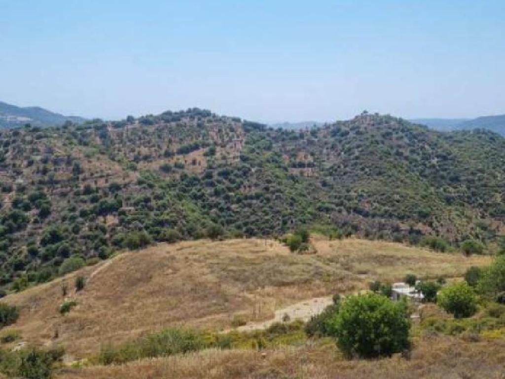 Field-Dora-PR40006