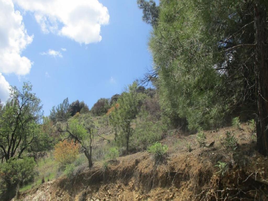 Field-Kaminaria-PR35624