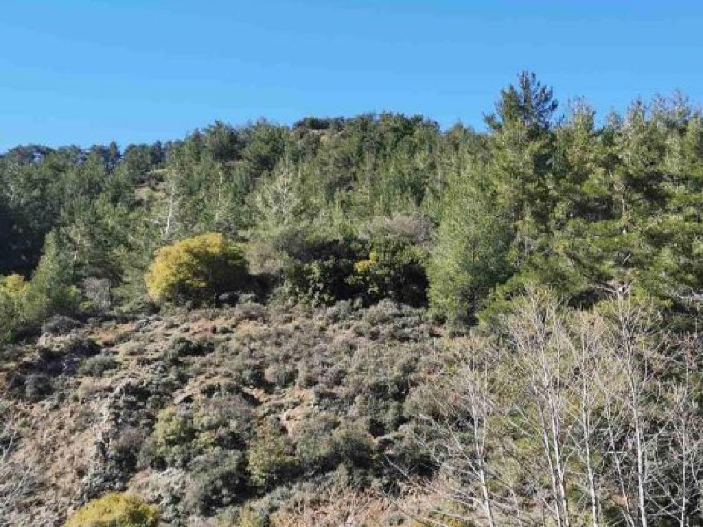 Field-Kaminaria-PR35625