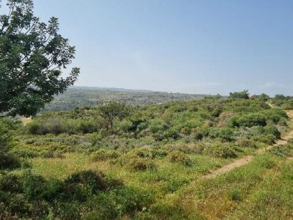 Field-Pano Kivides-PR39556