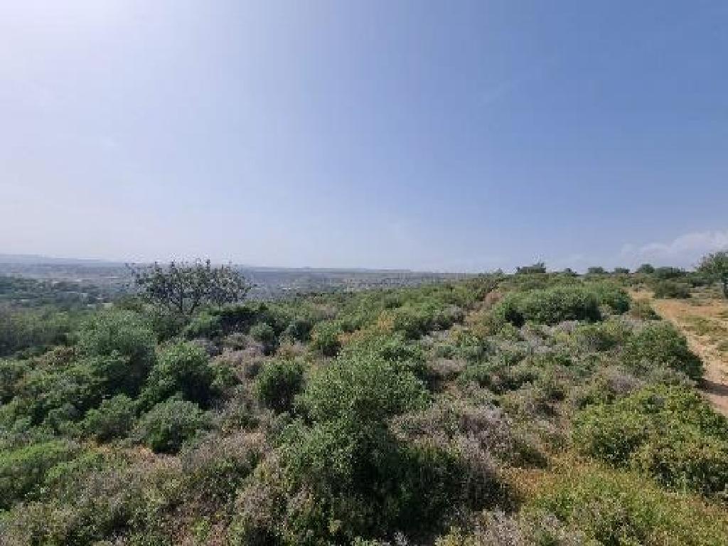 Field-Pano Kivides-PR39556