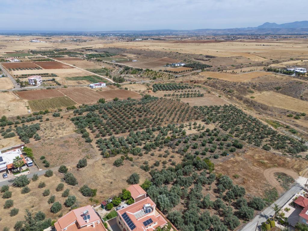 Field - Potami, Nicosia
