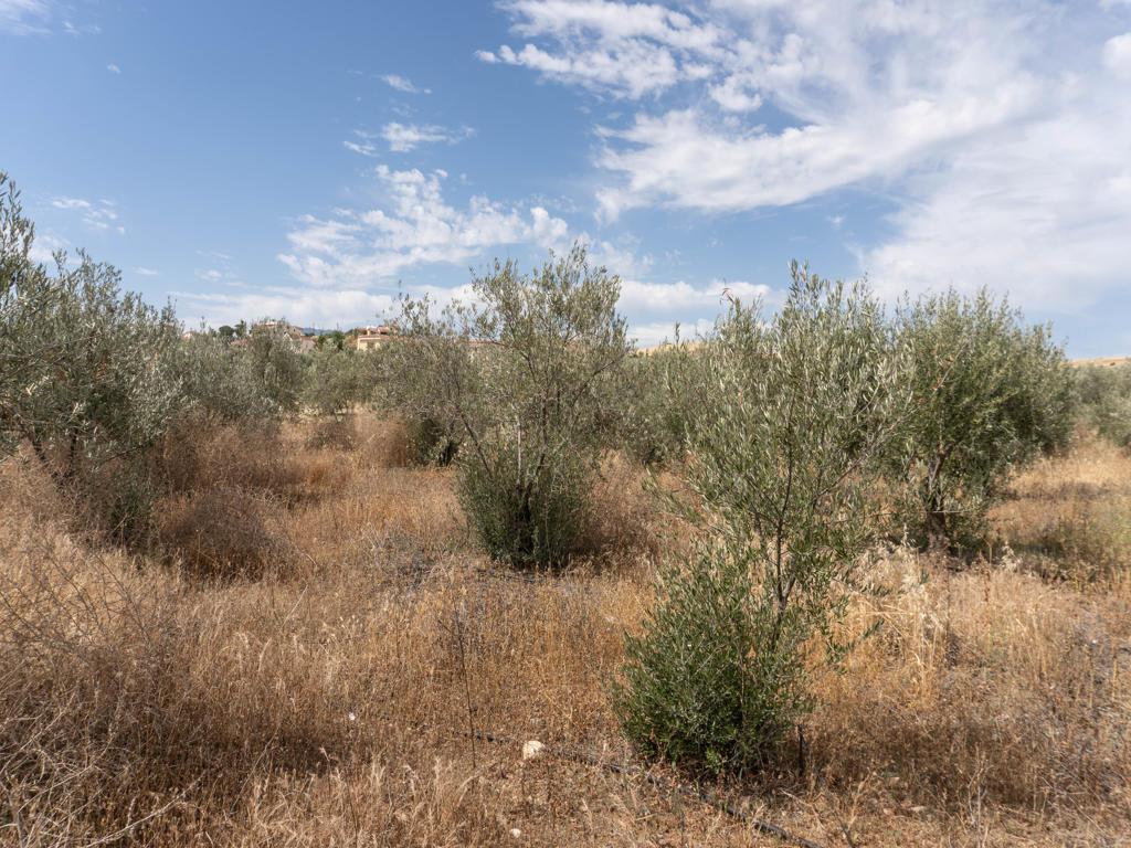Field - Potami, Nicosia