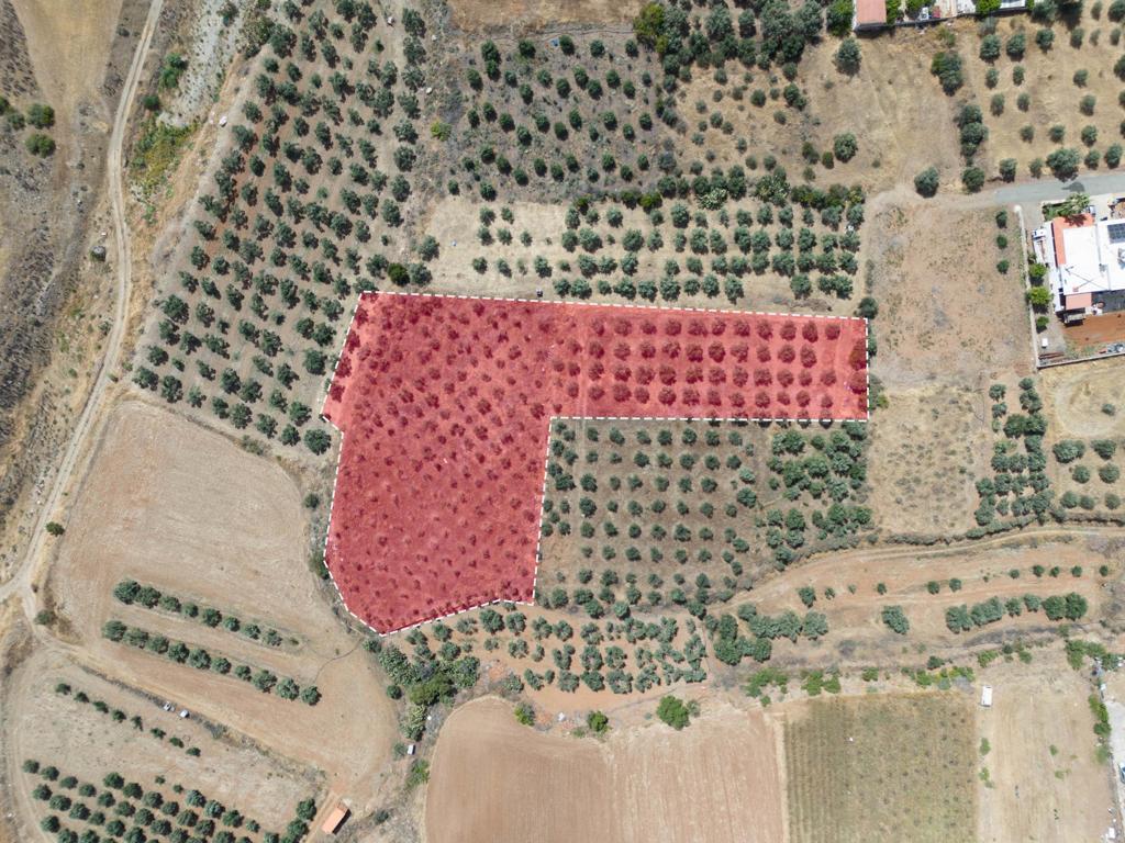 Field - Potami, Nicosia