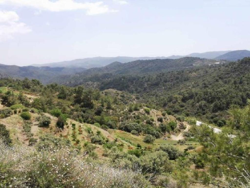 Field-Sykopetra-PR35667