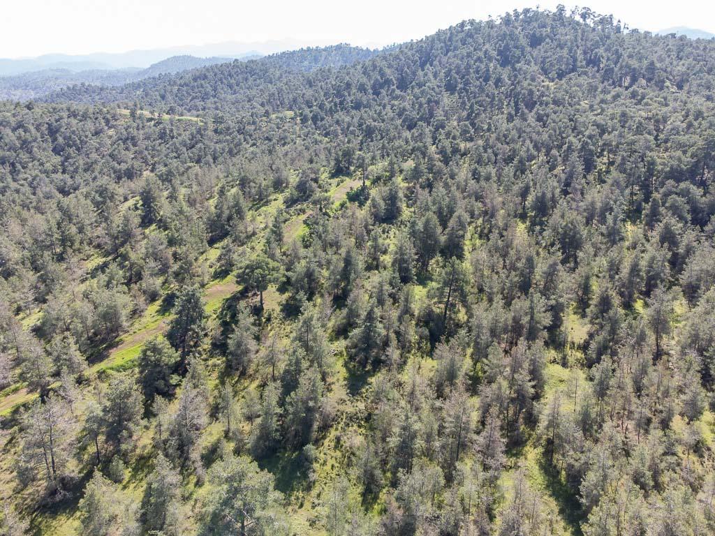 Field-Mitsero-PR37593