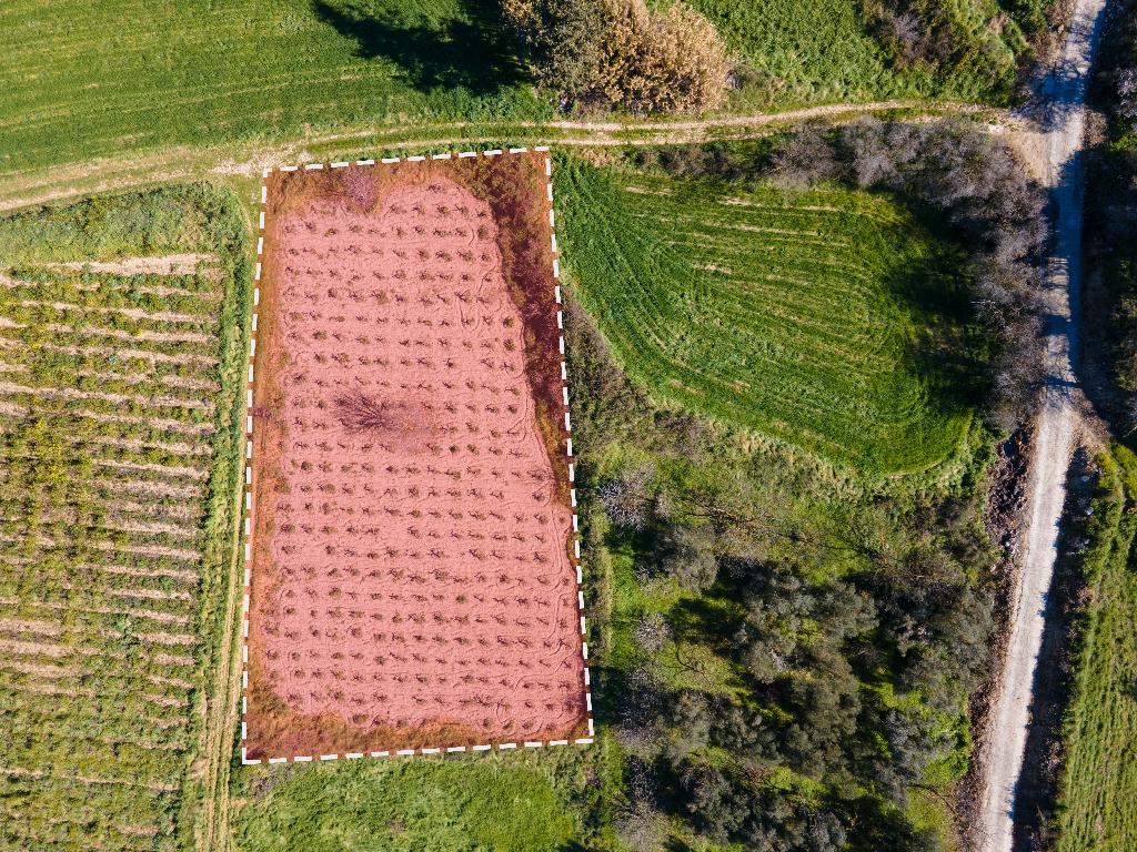 Field - Polemi, Paphos