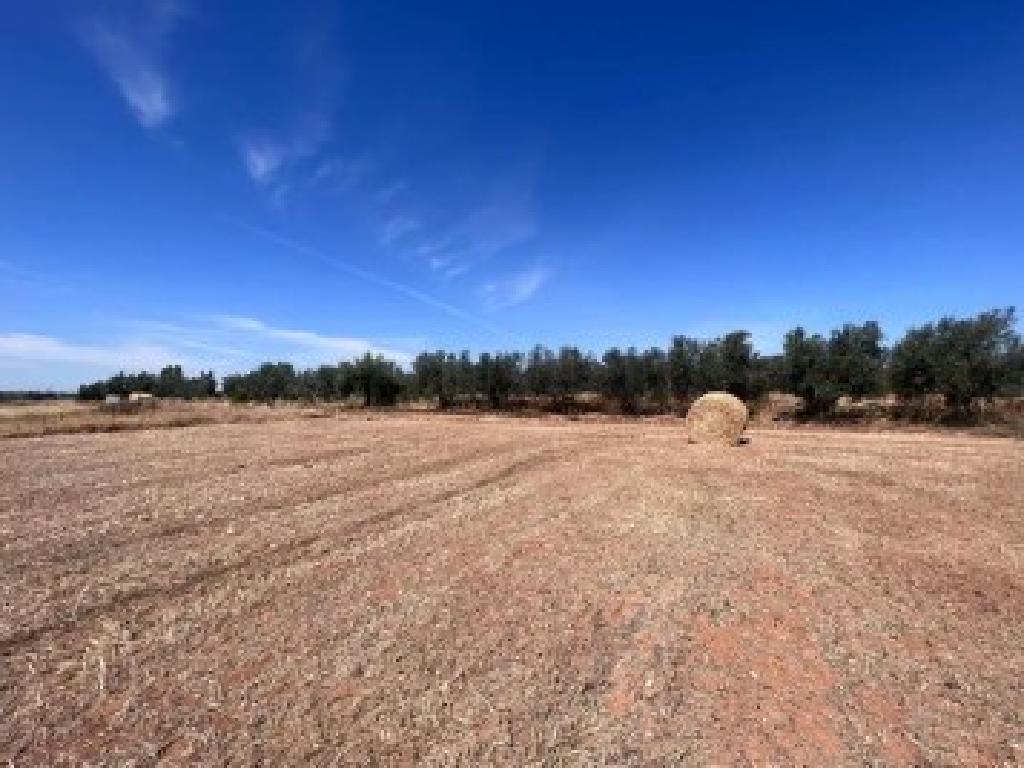 Field - Achna, Famagusta