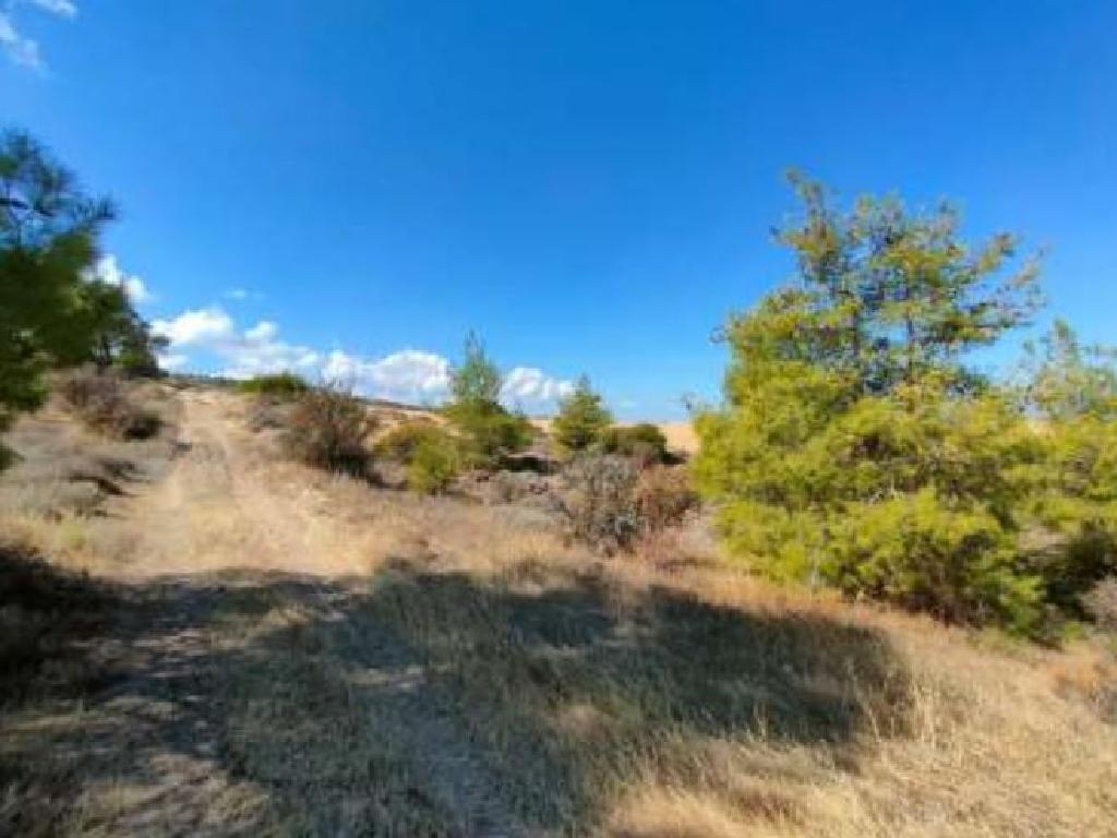 Field-Nikitari-PR33555