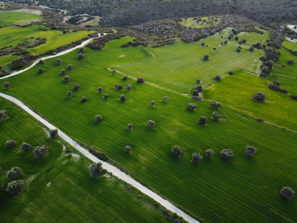 Field - Agios Theodoros, Larnaca