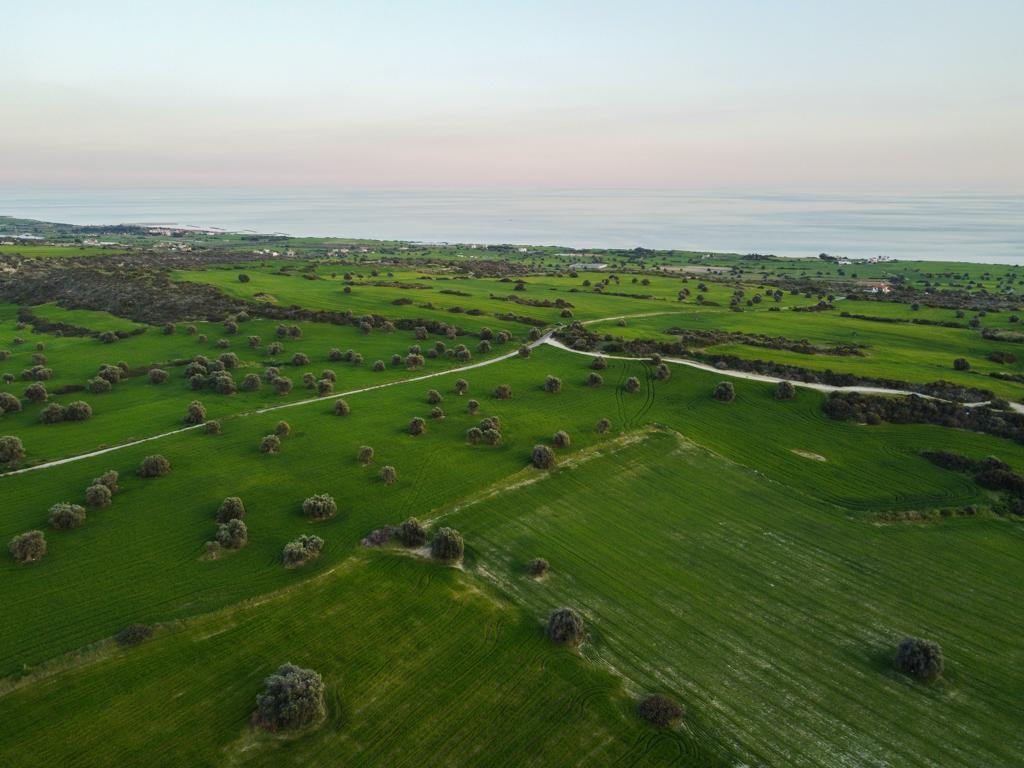 Field - Agios Theodoros, Larnaca