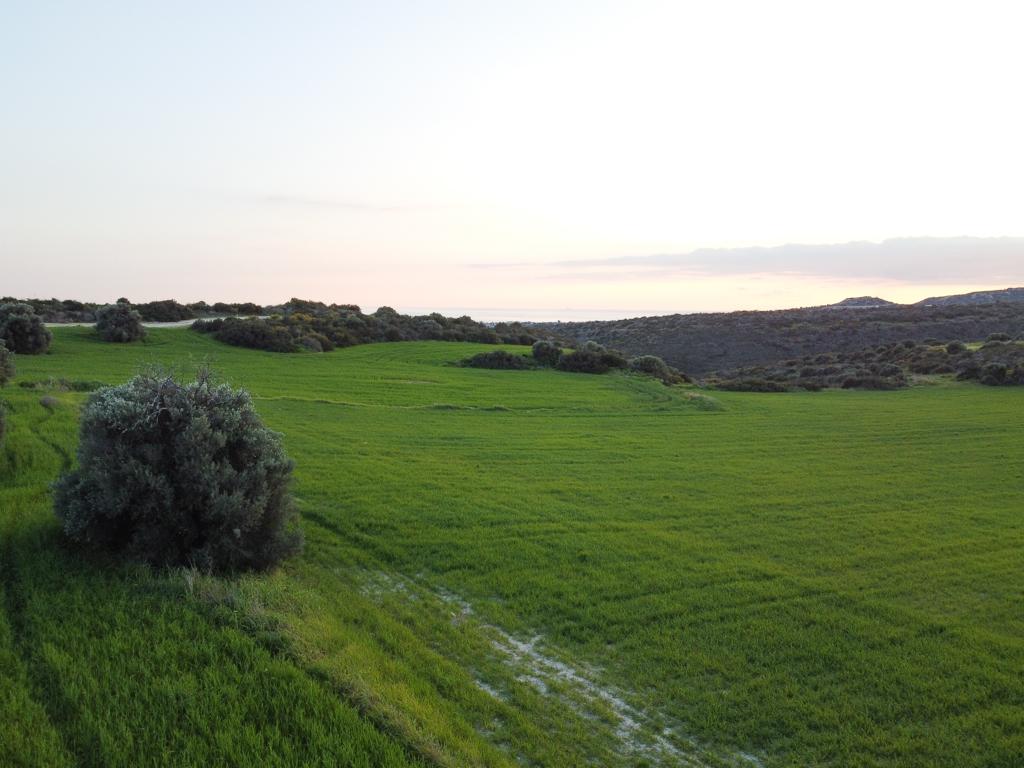 Field - Agios Theodoros, Larnaca