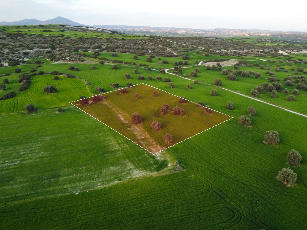 Field - Agios Theodoros, Larnaca