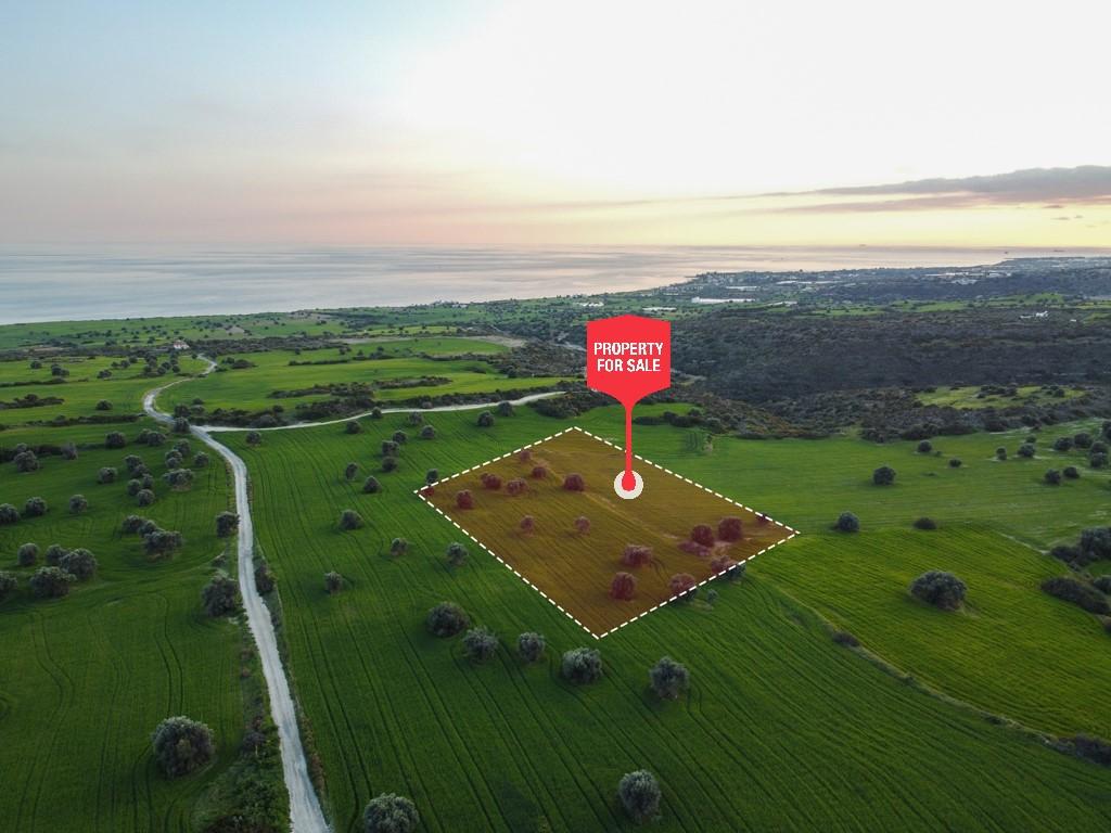 Field - Agios Theodoros, Larnaca