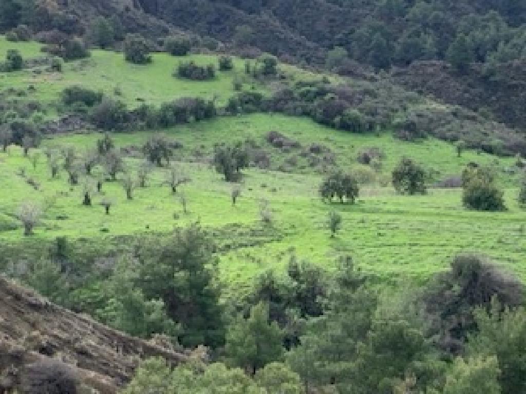 Field-Kynousa-PR39484