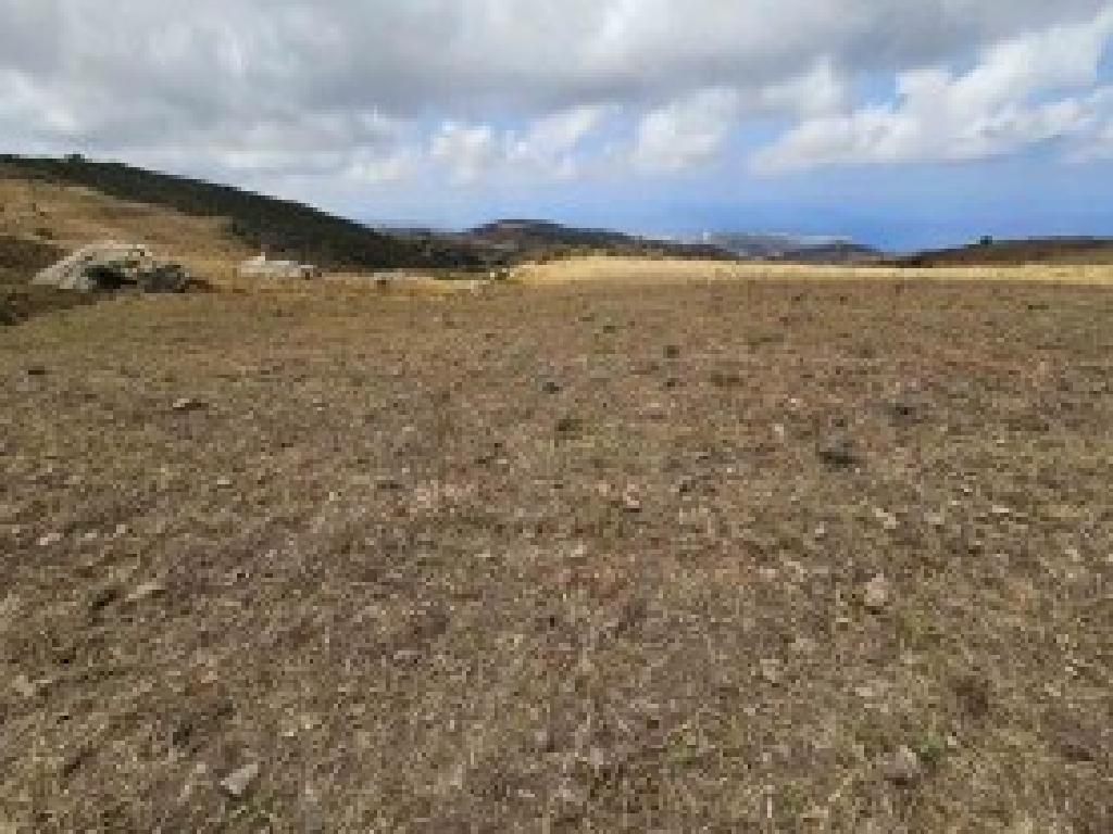 Field - Ineia, Paphos