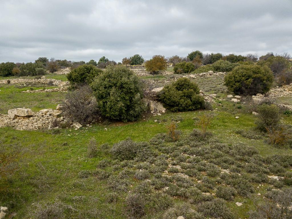 Field-Pachna-PR32918