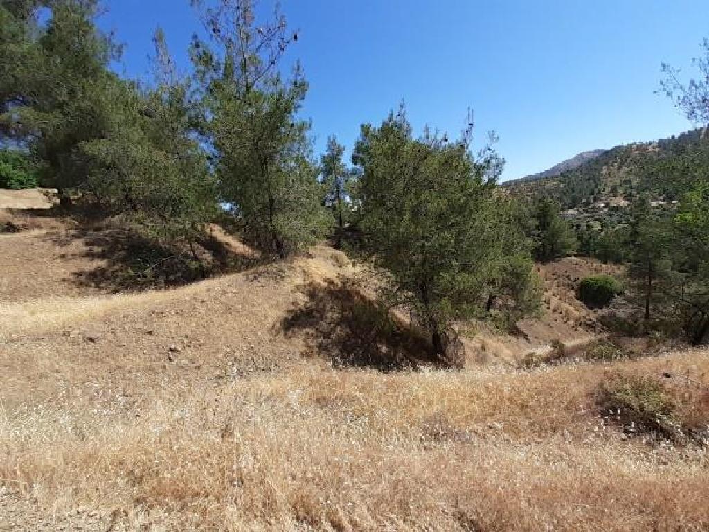 Field-Agios Theodoros (Soleas)-PR35649