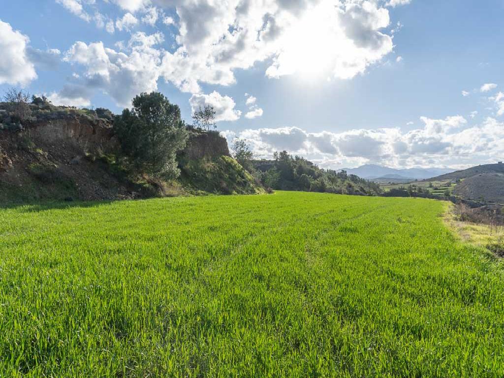 Field (Share) - Malounta, Nicosia