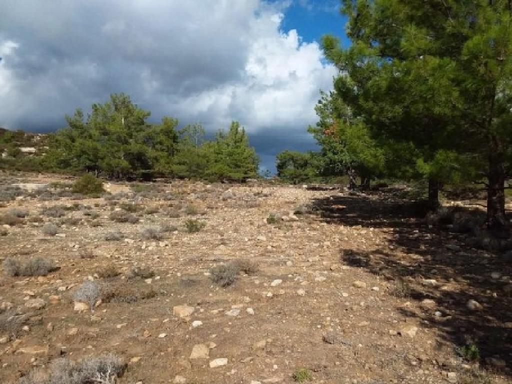 Field-Pano Kivides-PR39628
