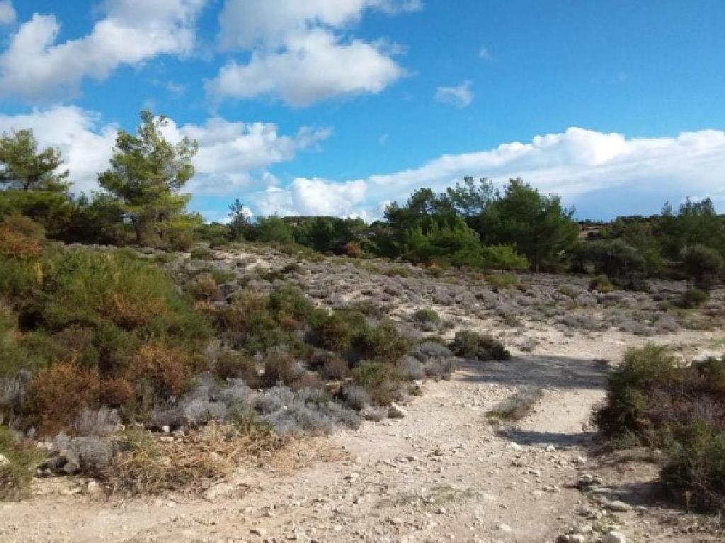 Field-Pano Kivides-PR39628