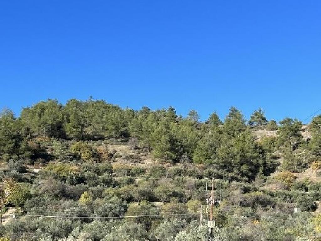 Field-Palaichori Morfou-CP10035