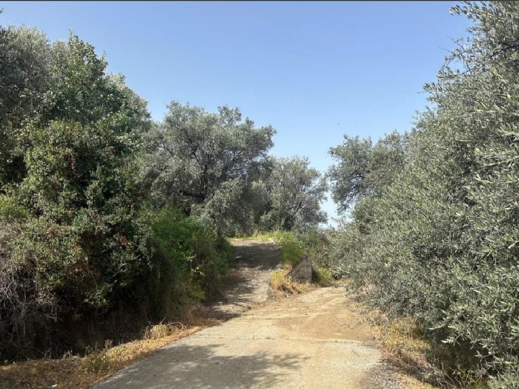 Field-Linou-PR42659