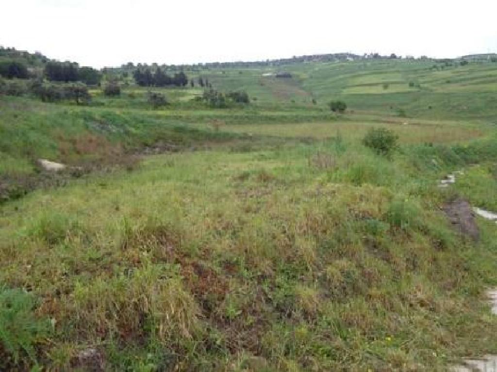 Field-Thrinia-PR15481