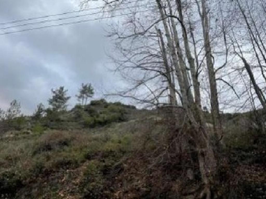 Field-Pelendri-PR38089