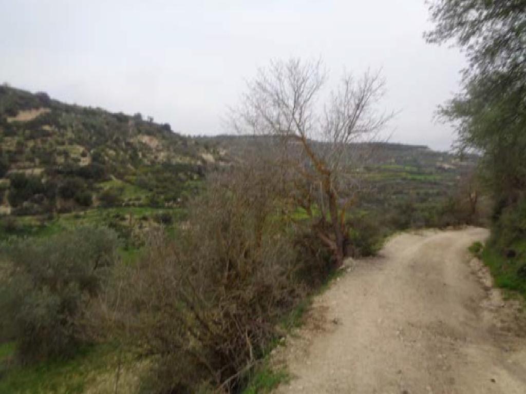 Field-Kallepeia-PR41283