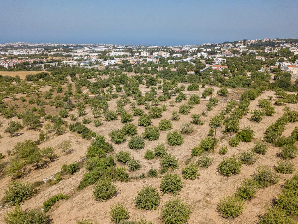 Field - Mesa Chorio, Paphos